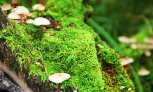 混合喂养过程中更换奶粉需要注意哪些问题？