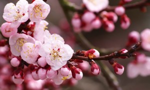 沈阳十大祈福圣地_沈阳烧香拜佛适合去哪里_沈阳烧香许愿的地方