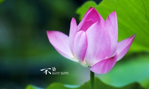  十大名牌鬼片_前十名的鬼片