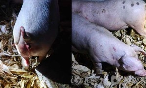 湖北恩施一地有老虎冲进猪圈？当地林业局辟谣：网上视频系拼凑