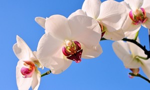 小安素奶粉的功效真的能全面改善宝宝的营养状况吗？