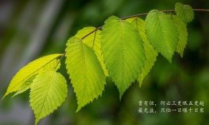 安阳市区2025年中考文化课成绩查询端口zzcf.anyangedu.com