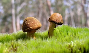 两个月的宝宝喝多少奶粉？新手爸妈必知的喂养指南